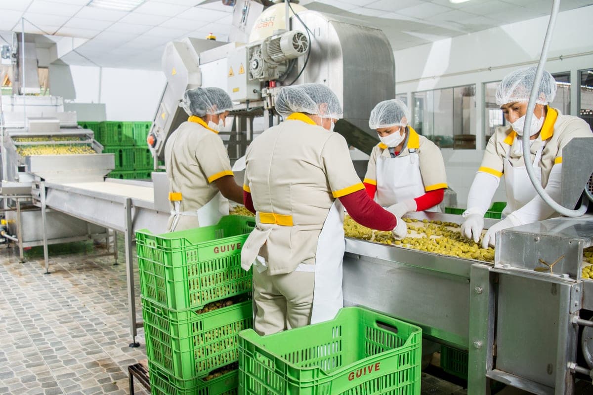 Guive workers hand-selecting olives at the plant